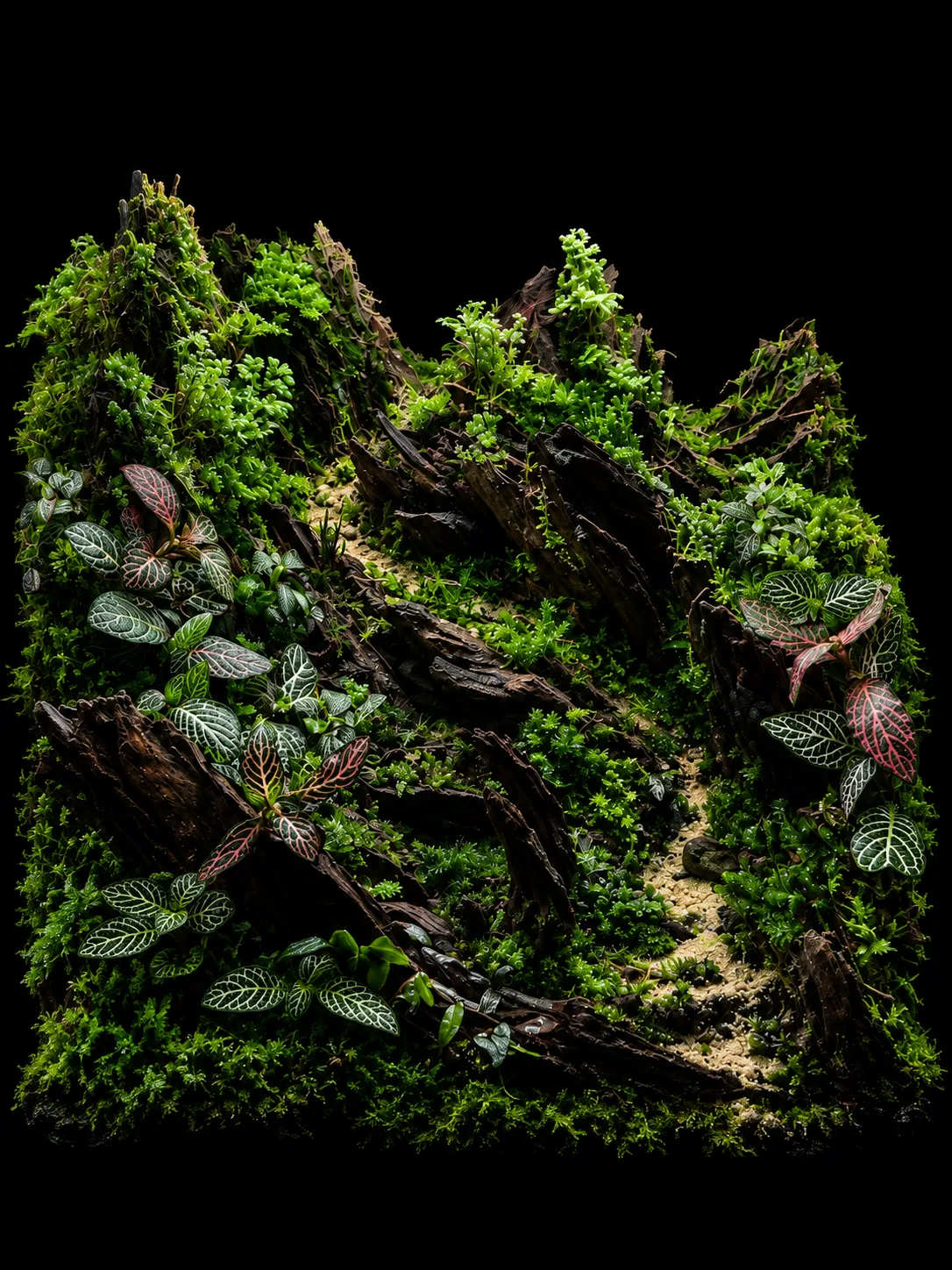 Terrarium